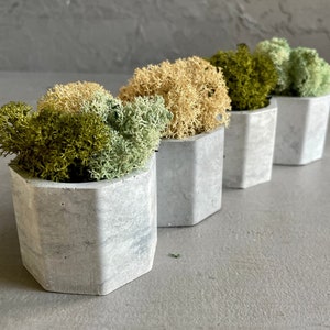 May include: Three small hexagonal concrete planters containing different shades of preserved moss. The planters are arranged in a row from left to right, with the largest planter on the left and the smallest planter on the right. The planters are a light grey colour with a rough texture.