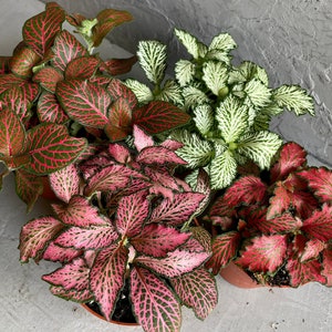 FITTONIA MOSAIC PLANT | Nerve Plant 8cm Pot | Perfect House Plant | Terrarium Plant | Mini Baby Plants | Soil Mix | Multiple Colours