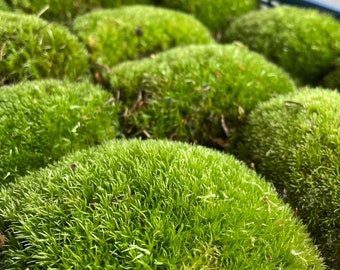 LIVE BUN MOSS | Natural Fresh Moss | Terrarium Supplies | Cushion Moss | Boll Moss | Landscaping for Terrariums, Mossarium, Vivarium