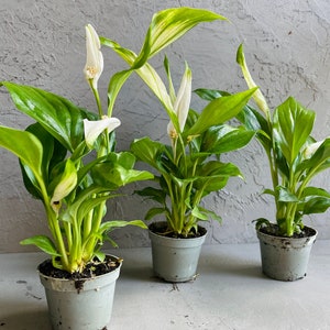 May include: Three potted peace lily plants with white flowers. The plants are in grey pots and have green leaves with white variegation.