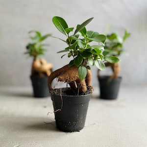 May include: Three small bonsai trees in black plastic pots. The trees have bright green leaves and exposed brown roots. The pots are on a light grey surface. The background is a blurred light grey.