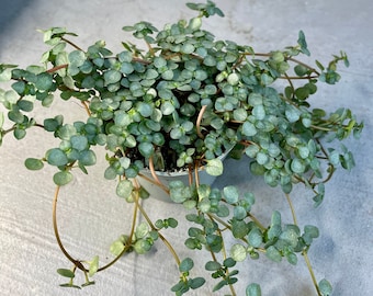 PILEA GLAUCOPHYLLA GREYZY | Silver Sparkles Plant 6cm Pot | Perfect Trailing House Plant | Terrarium Plant | Mini Baby Plants | Soil Mix