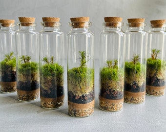 Può includere: Sette piccole bottiglie di vetro con tappi di sughero, ciascuna contenente un terrario in miniatura con muschio verde e una piccola pianta. Le bottiglie sono disposte in fila su una superficie grigia.