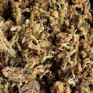 DRIED MOSS MIX | Natural Dry Moss Mix | Terrarium Supplies | Substrate Moss | Drainage for Terrariums | Projects and Crafts | Propagation