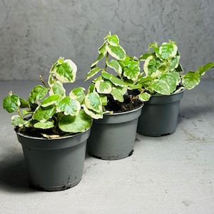FICUS PUMILA VARIEGATED | Creeping Fig Plant 6cm Pot | Perfect Trailing House Plant | Terrarium Plant | Mini Baby Plants | Soil Mix