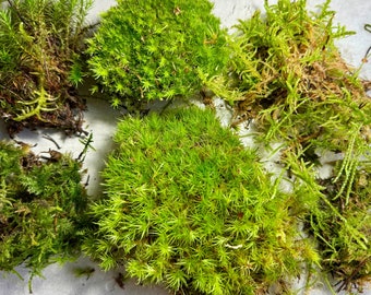 LIVE MOSS BUNDLE | Natural Fresh Moss Mix | Terrarium Supplies | Cushion, Carpet, Mood, Haircap, Fern Mosses | Terrarium Moss Set | Starter