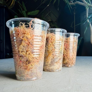 May include: Three clear plastic cups filled with light brown and reddish-orange sphagnum moss. The cups are arranged in a row on a light grey surface. Green plants are visible in the background.