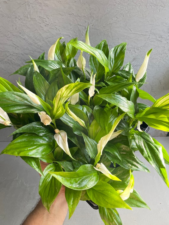 PEACE LILY PEARL | Spathiphyllum Pearl 6cm Pot | Perfect House Plant |  Terrarium Plant | Mini Baby Plants | Soil Mix | Flowering Plant - Etsy  sterreich