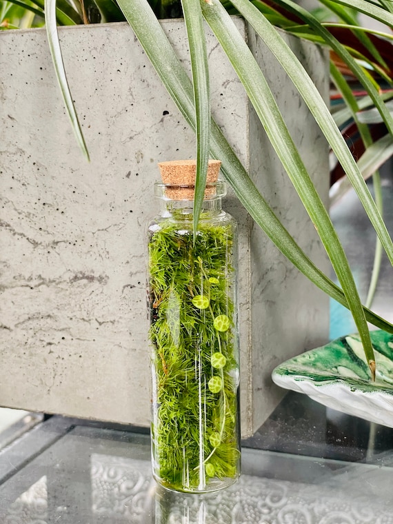 Delivery of terrarium plant - La Green Touch