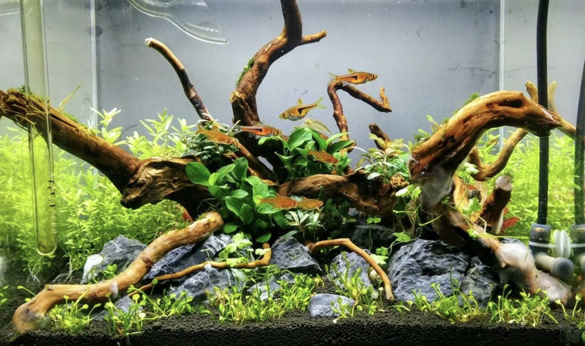 AZALEA ROOTS L | Terrarium Decor Supplies | Decorative Redmoor Roots ...