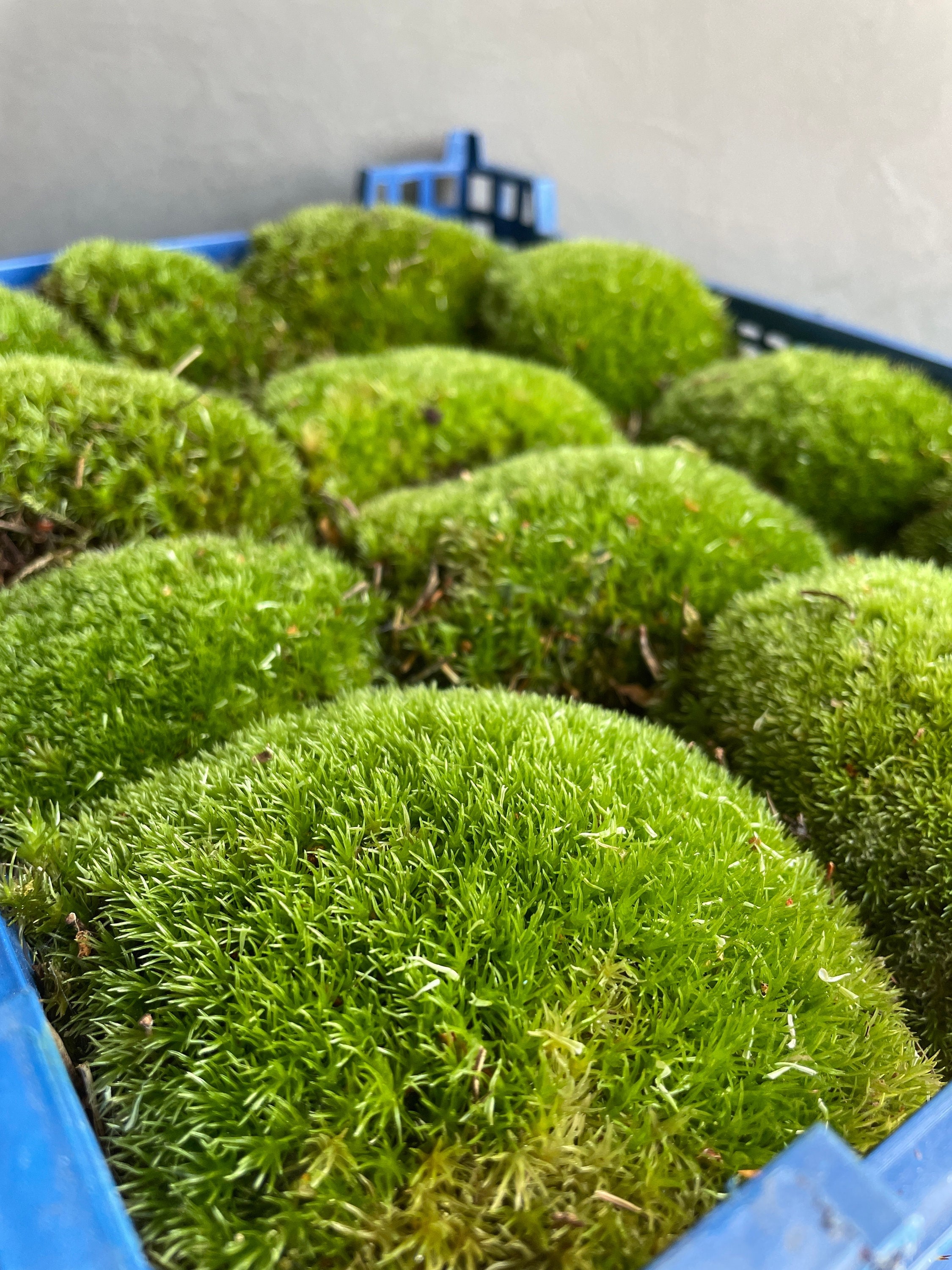 Bun Moss - Cushion Moss - Terrarium Moss - Botanical Boys