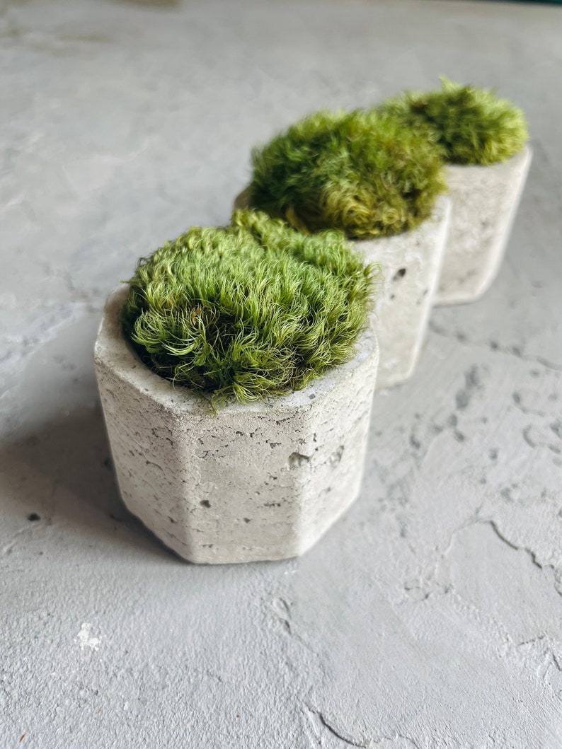 MOOD MOSS POT Cute Gift Idea Preserved Moss in Handmade Concrete Pot