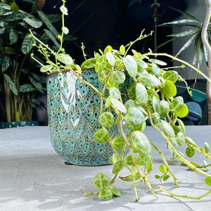 May include: A teal ceramic plant pot with a patterned design, containing a trailing plant with small, round, green leaves. The pot has a brown rim and is placed on a grey surface, a decorative item for the home.