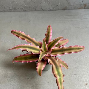Earth Star Bromelad (Cryptanthus spp.) New plant dad help. : r/bromelad