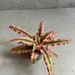 4er Set Earth bromeliad - Cryptanthus - variegated plant - Ideal for terrariums