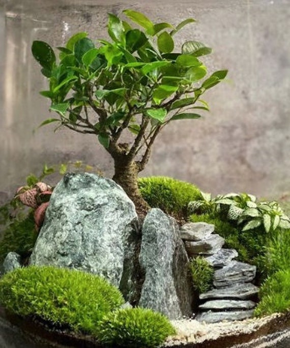 BONSAI MOUNTAIN ROCKS | Premium Decorative Bonsai Rocks | Terrarium  Supplies Mix | Landscaping Decoration Stones | Mini Rockery Set - Etsy