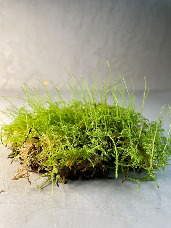 LIVE CARPET MOSS Natural Fresh Moss Terrarium Supplies Flat Moss