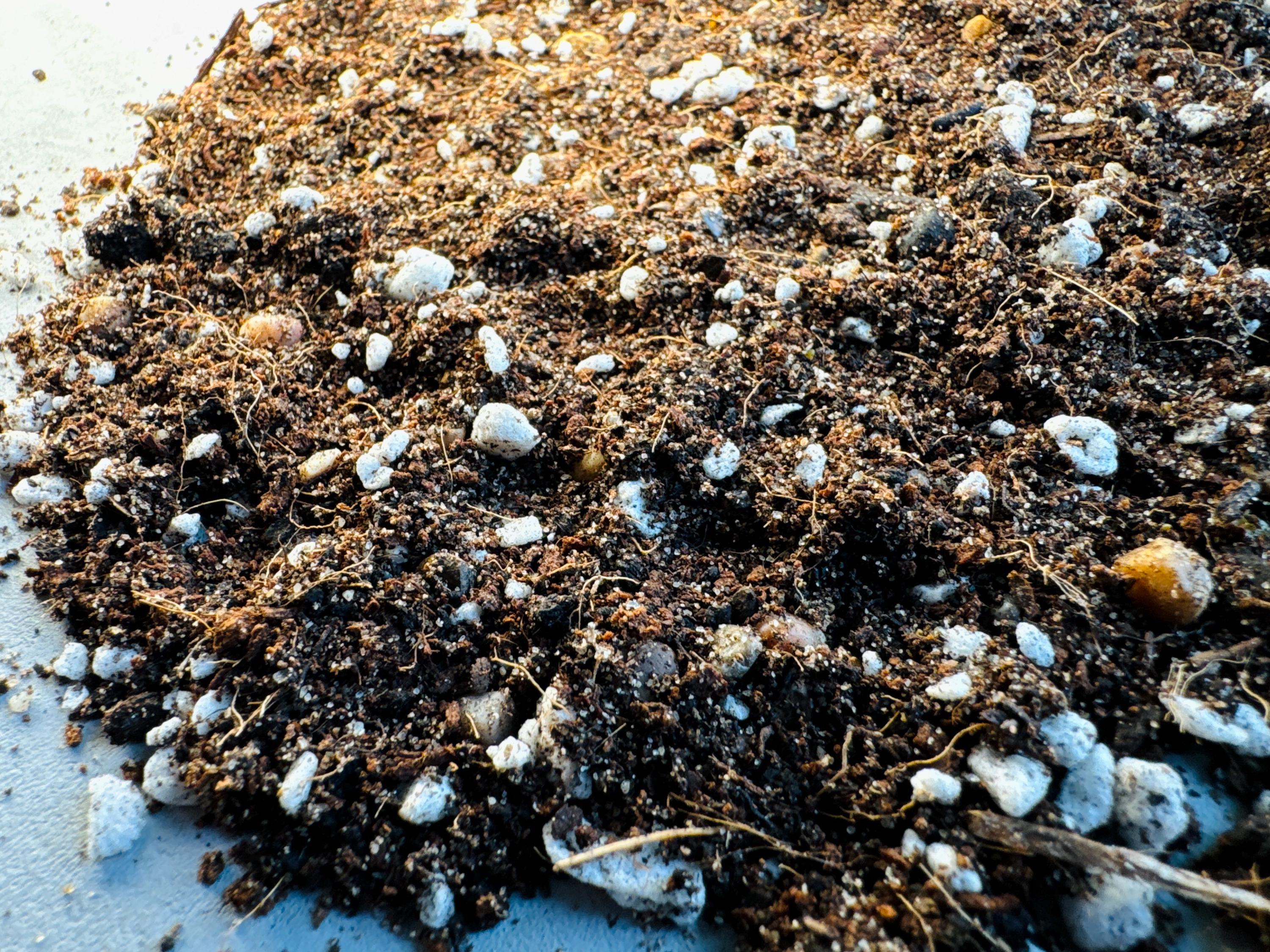 CACTI SUCCULENT SOIL | High Quality Substrate | Desert Plants Supplies ...