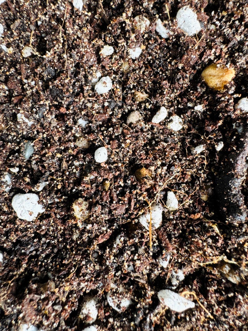 CACTI SUCCULENT SOIL | High Quality Substrate | Desert Plants Supplies ...
