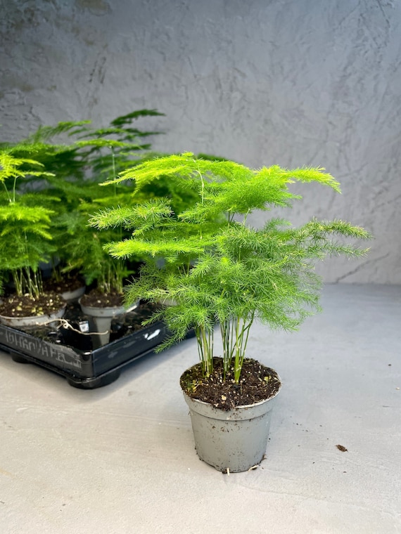 ASPARAGUS FERN | Asparagus Setaceus 6cm Pot | Perfect House Plant |  Terrarium Plant | Mini Baby Plants | Soil Mix | Elegant Lace Fern - Etsy.de