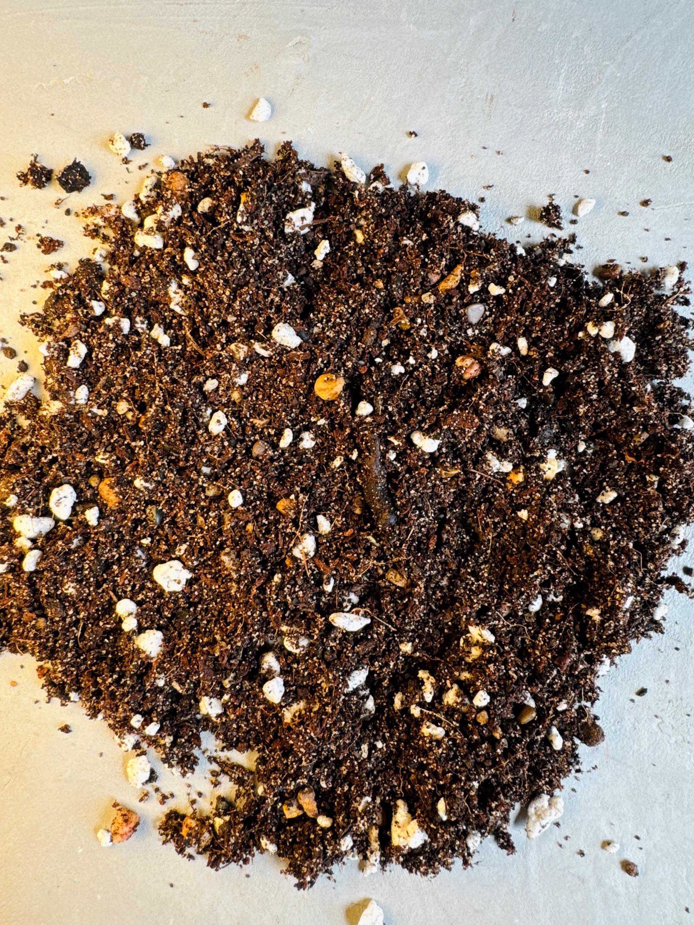 CACTI SUCCULENT SOIL | High Quality Substrate | Desert Plants Supplies ...