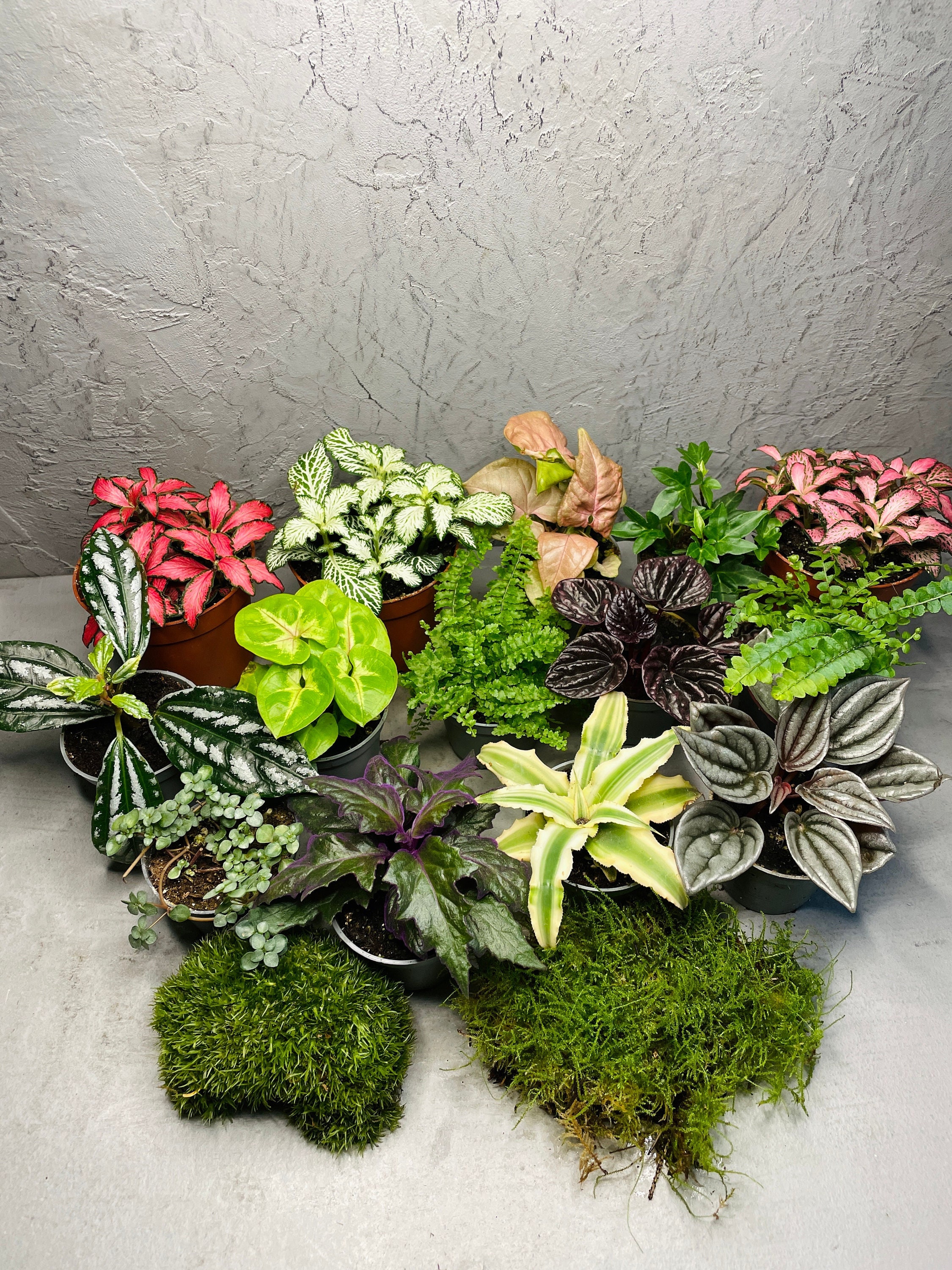 TERRARIUM LOWER PLANTS Set of 3 5 or 7 Lower Baby Plants Etsy UK