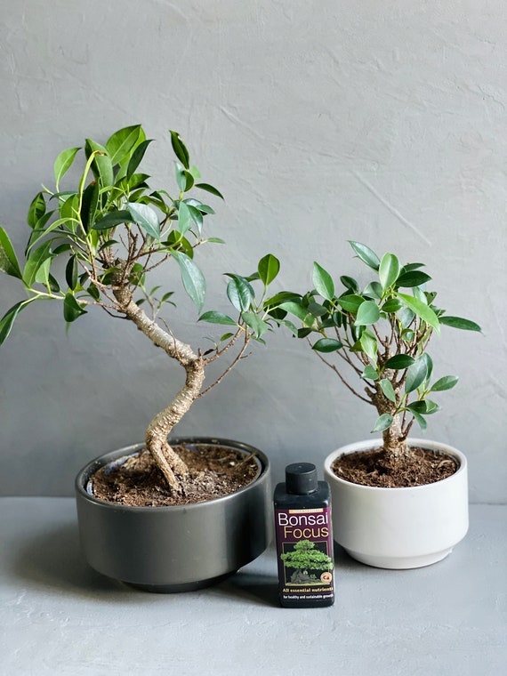 bonsai.ch Juniperus Bonsai  Pflegefreier Zimmerbonsai