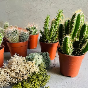 May include: A selection of cacti in small brown pots. The cacti have diverse shapes and textures, with green and spiky characteristics. Some have reddish-brown spines. Dried moss in shades of green and beige is in the foreground.