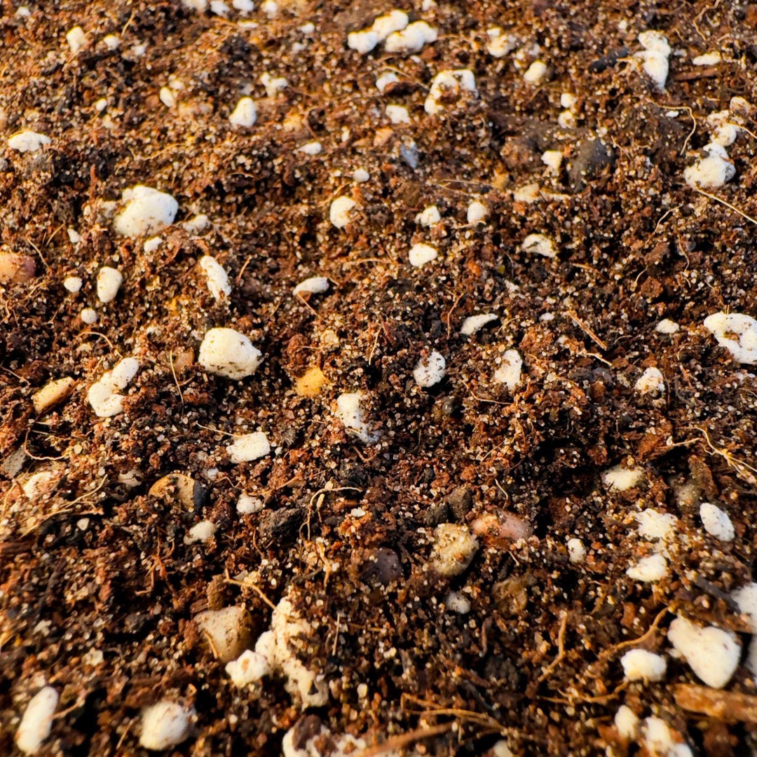 CACTI SUCCULENT SOIL | High Quality Substrate | Desert Plants Supplies ...