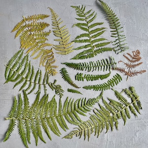 May include: A collection of dried fern leaves in shades of green, yellow, and brown are arranged on a light grey surface. The overhead shot highlights the intricate, feathery textures and natural patterns of the leaves. The composition showcases the organic shapes.