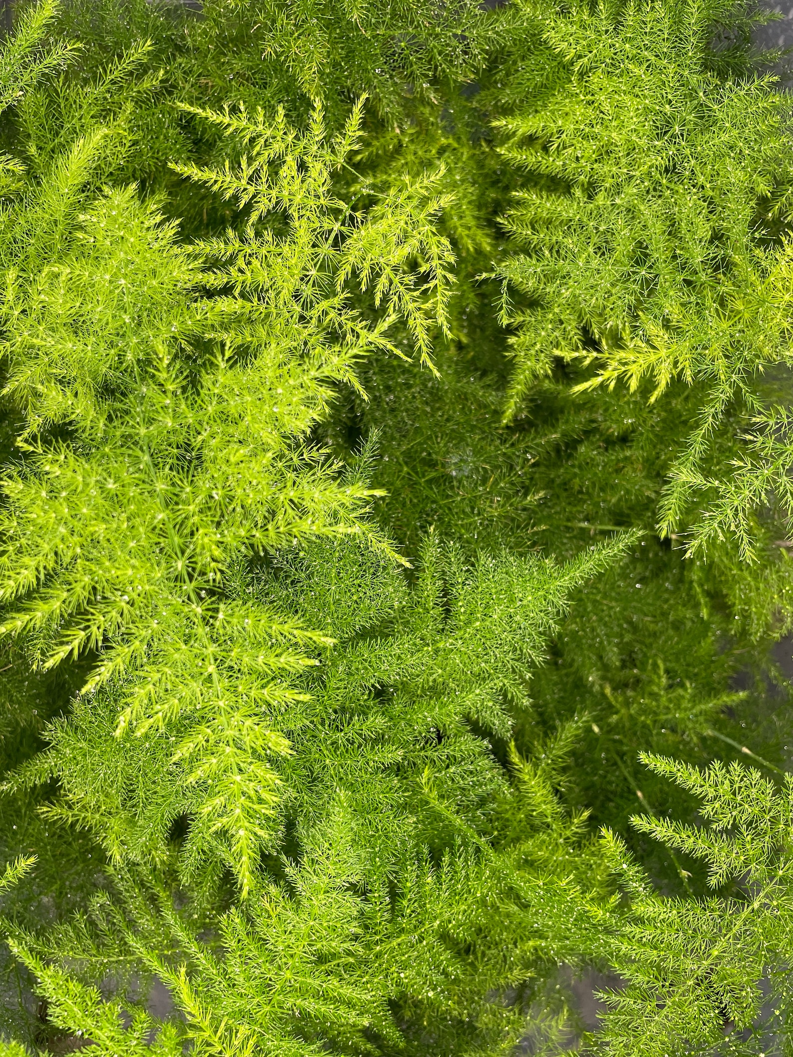 ASPARAGUS FERN Asparagus Setaceus 6cm Pot Perfect House Etsy UK
