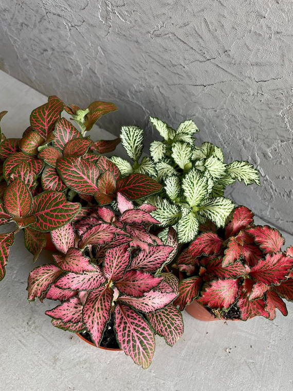 FITTONIA MOSAIC PLANT | Nerve Plant 8cm Pot | Perfect House Plant |  Terrarium Plant | Mini Baby Plants | Soil Mix | Multiple Colours - Etsy.de
