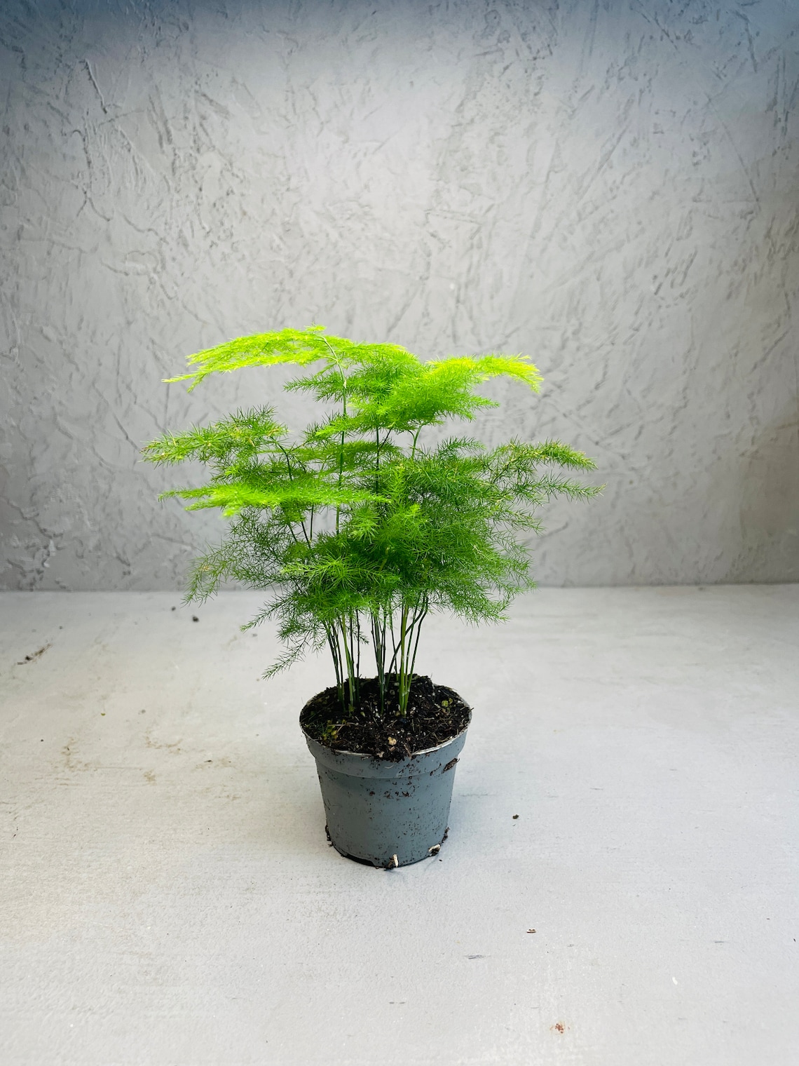 ASPARAGUS FERN Asparagus Setaceus 6cm Pot Perfect House Etsy UK