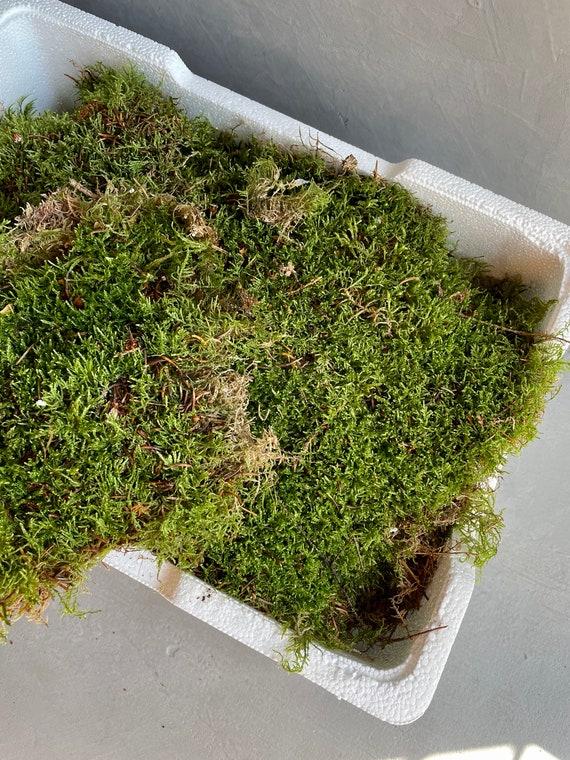 LIVE CARPET MOSS | Natural Fresh Sheet Moss | Terrarium Supplies