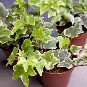 May include: Several small potted English ivy plants. The ivy has green and white variegated leaves. The plants are in small brown plastic pots. The leaves have a distinctive shape with three to five lobes. The background is a neutral grey.