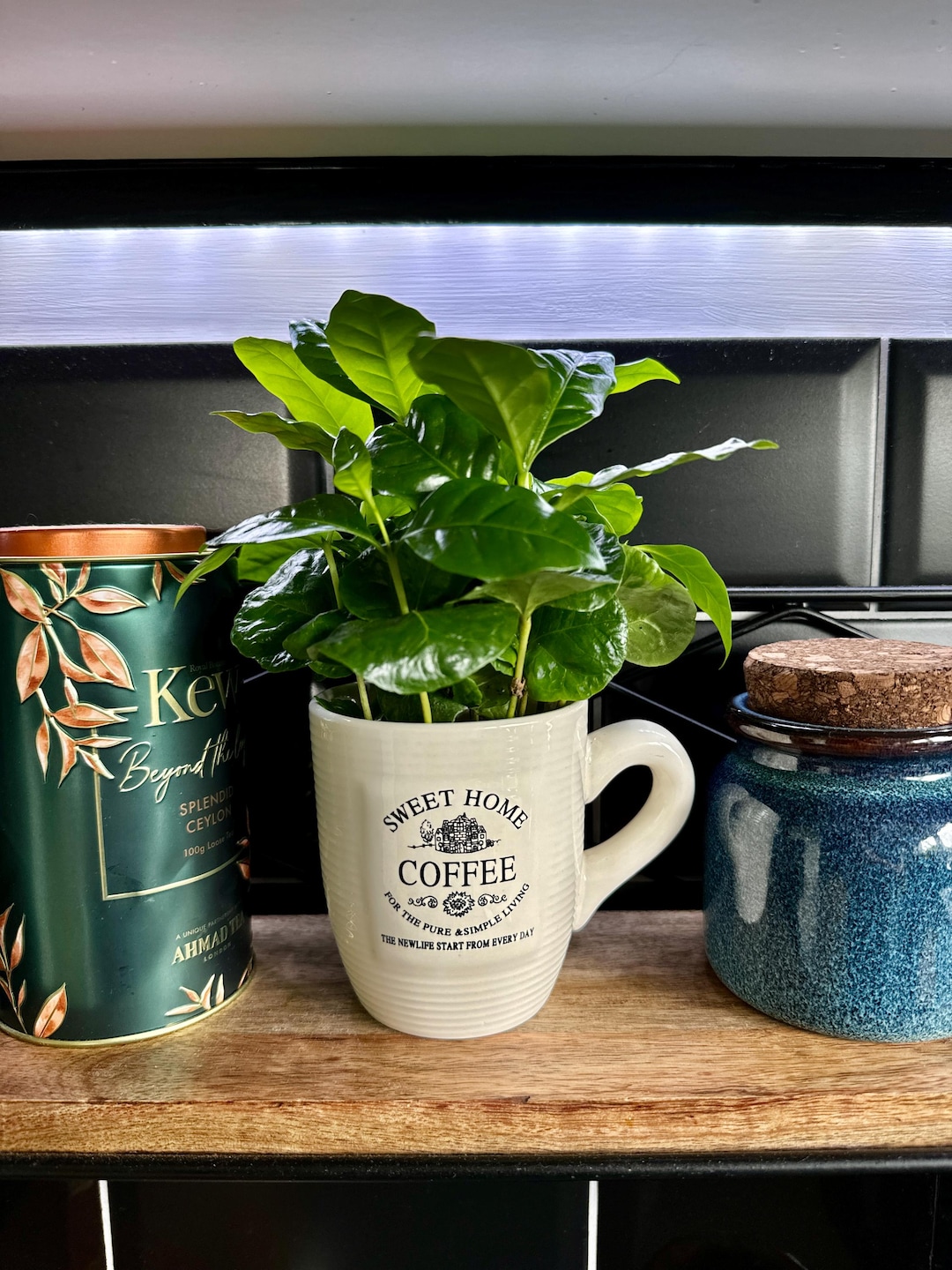 BABY PLANT - Café Nain (Coffea arabica 'Nana') - Monde Végétal