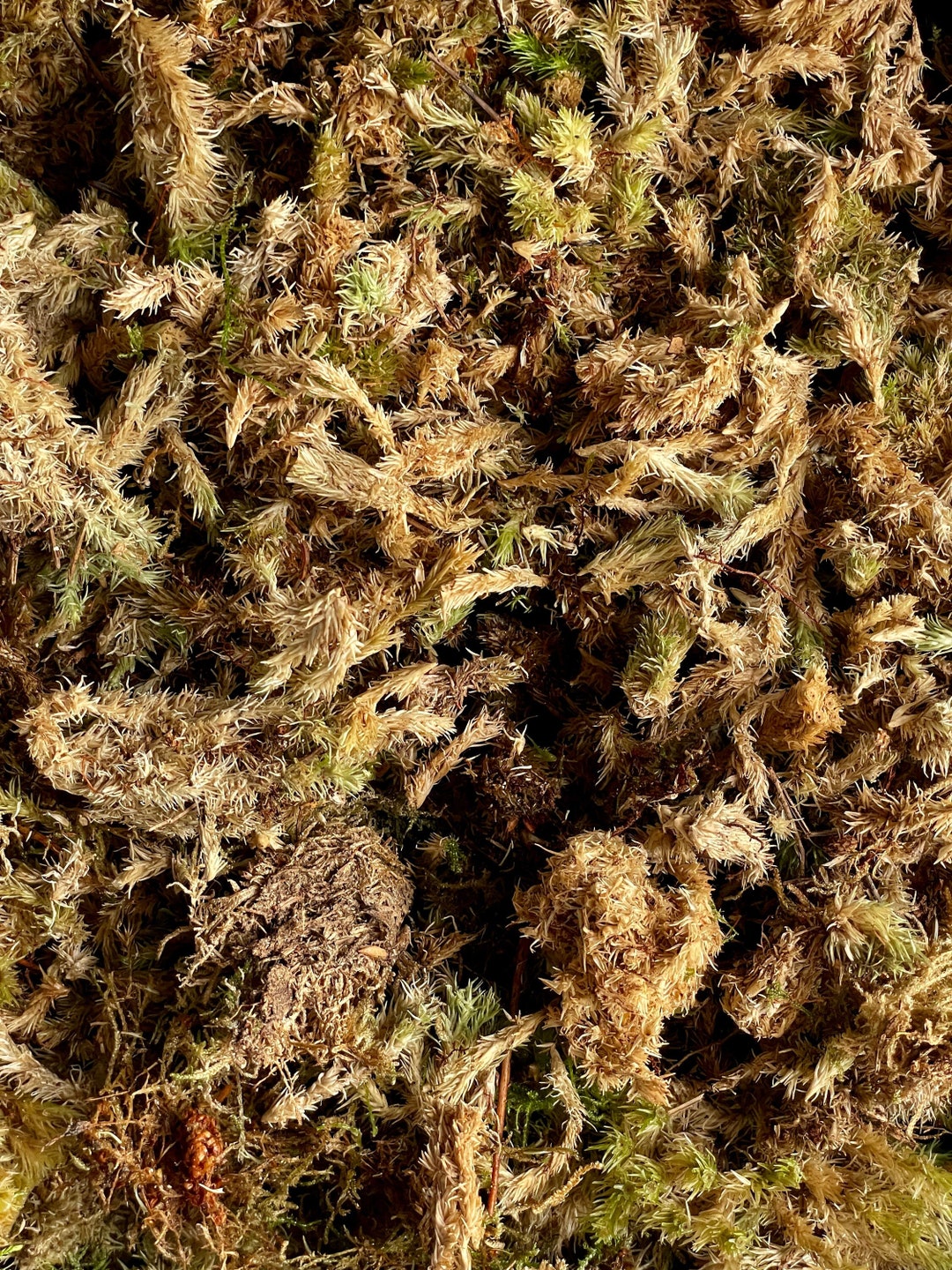 Dried Moss Top