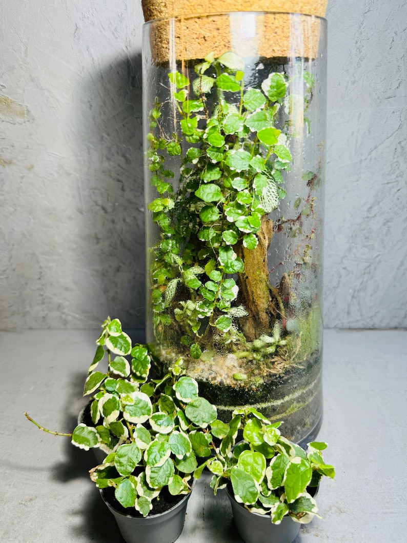 ficus-pumila-variegated-creeping-fig-plant-6cm-pot-perfect-trailing