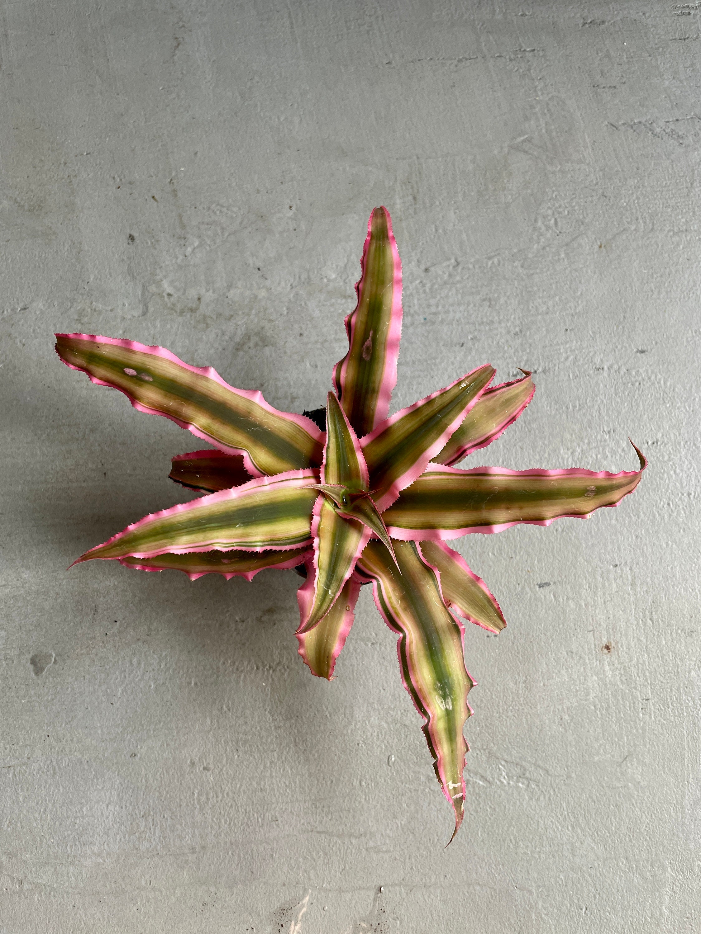 Arcadia Garden Products 4 in. Pink Earth Star Cryptanthus in Black Plastic Grower Pot LV87 - The Home Depot