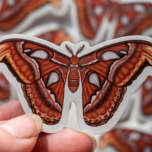 Atlas Moth Sticker, Moth decal