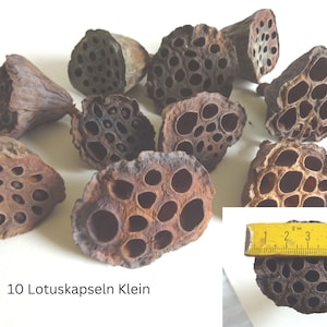 Lotus Kapseln getrocknet 10 Stück, Lotus kapseln Groß und klein,lotus capsules, Trockenmaterial, Lotus,
