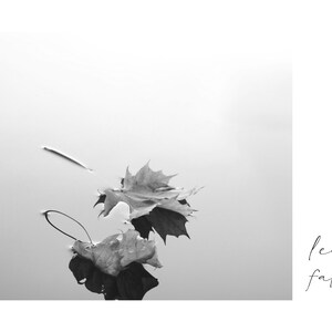 May include: Monochrome image of two leaves floating on water. The image includes the text "The passing of seasons, marked by nature turning down her leaves" and "leaves falling".