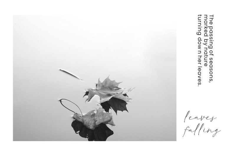 May include: Monochrome image of two leaves floating on water. The image includes the text "The passing of seasons, marked by nature turning down her leaves" and "leaves falling".