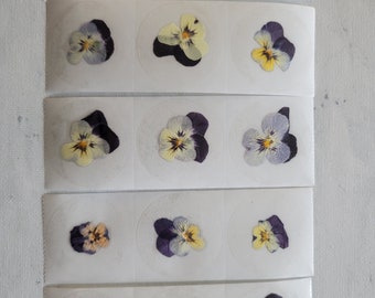 15 Real Pressed flower clear stickers for wedding invites, 1.5"round Pansy flower, Scapbooking, Planner stickers, real flower envelope seals