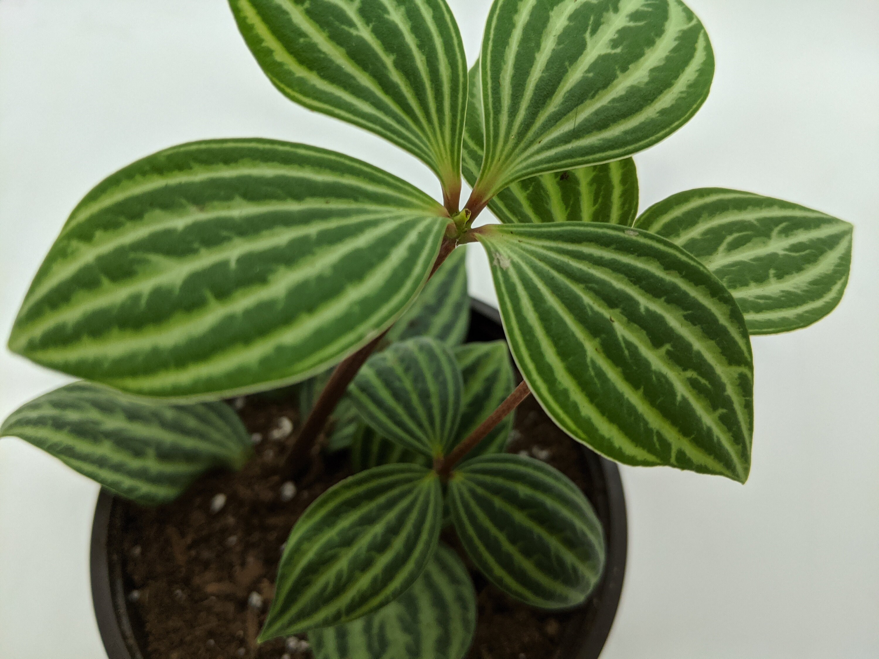 Peperomia Stilt Plant Etsy