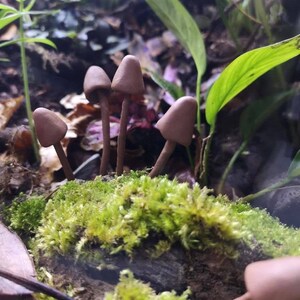 Natural brown polymer clay mushrooms