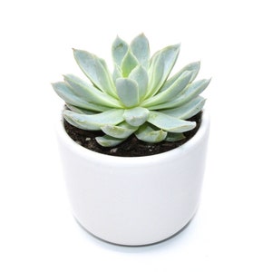 Live Succulent in White Glazed Ceramic Pot Build a Gift Box  Add Ons