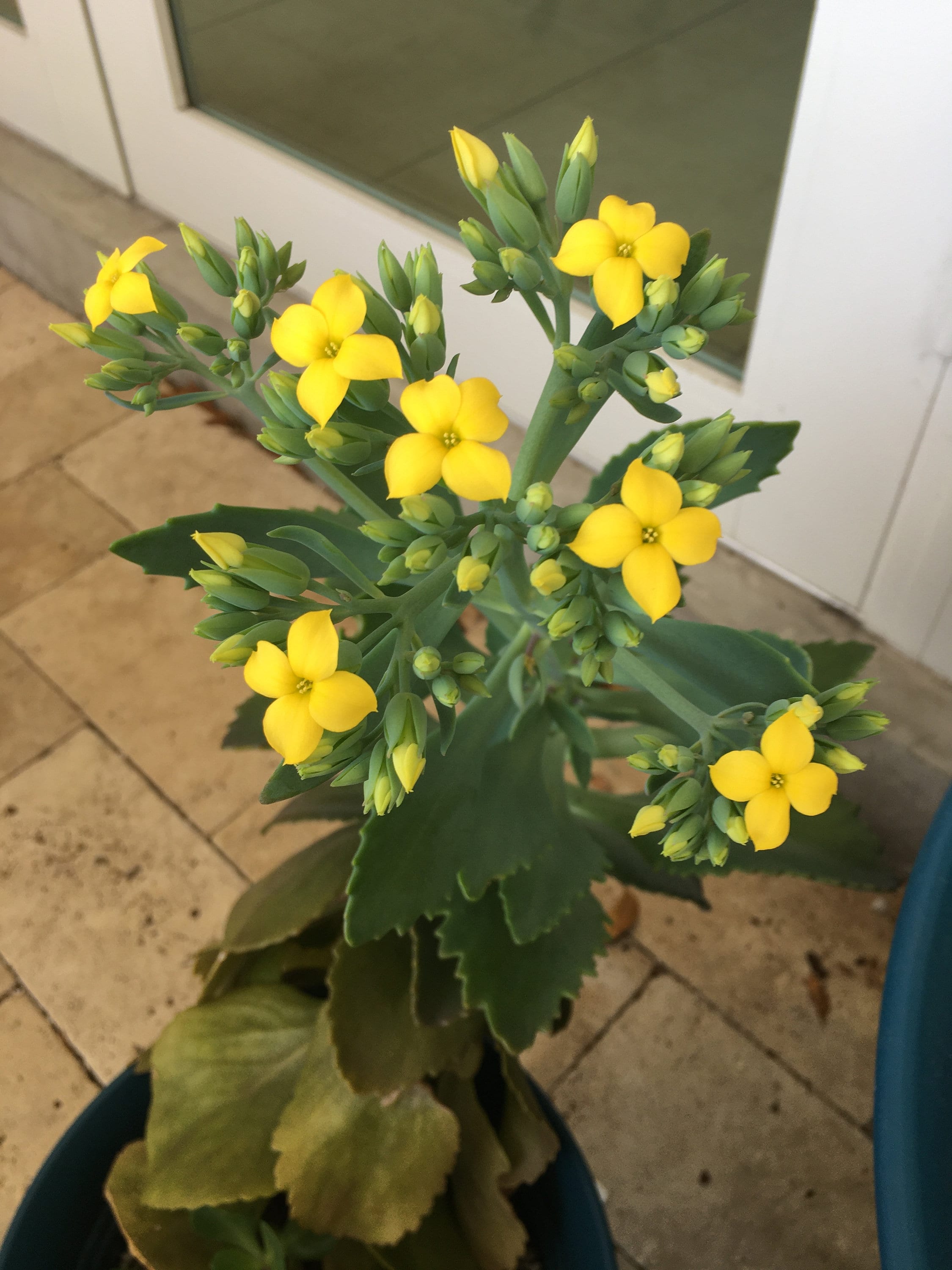 Flaming Katy Plant Etsy