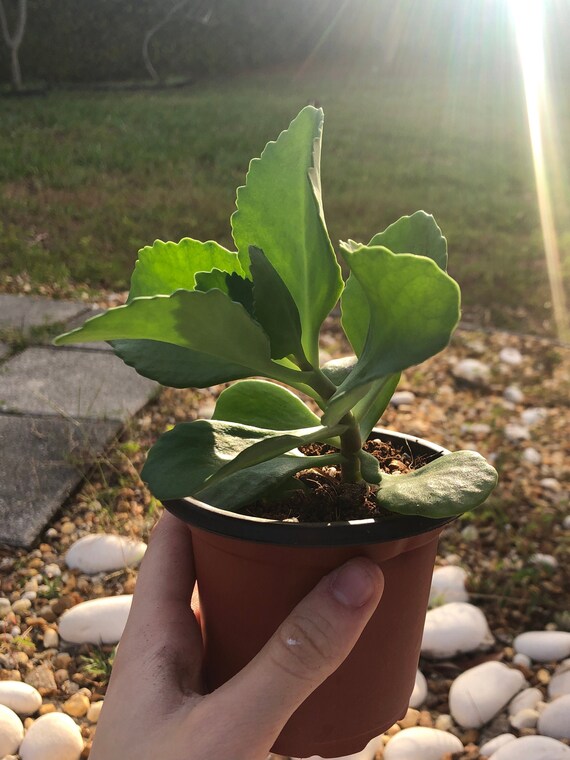 Flaming Katy Plant Etsy