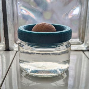 Puede incluir: Un tarro de vidrio transparente con una tapa de plástico turquesa. La tapa tiene una pequeña hendidura en el centro para sujetar un hueso de aguacate. El tarro está lleno de agua y el hueso de aguacate está en el agua.